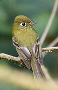 Yellowish Flycatcher