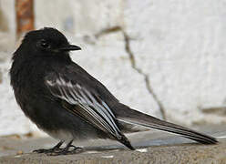 Black Phoebe