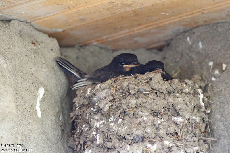 Black Phoebe, Reproduction-nesting
