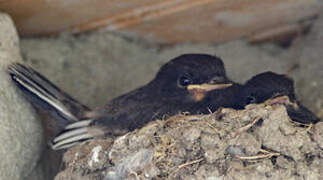 Black Phoebe