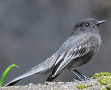 Black Phoebe