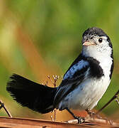 Cock-tailed Tyrant