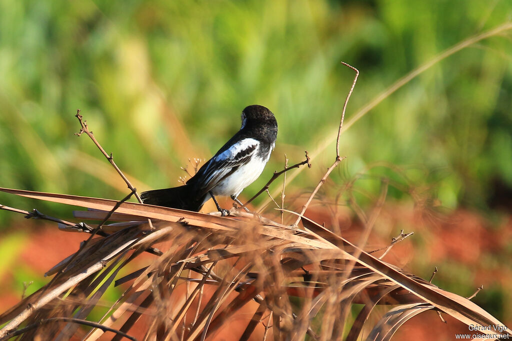 Cock-tailed Tyrant male adult