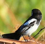 Cock-tailed Tyrant