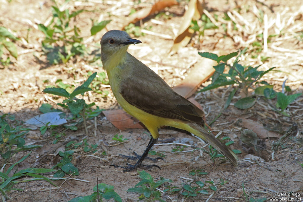 Moucherolle querelleuradulte