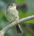 Moucherolle tchébec