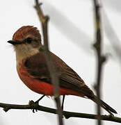 Vermilion Flycatcher