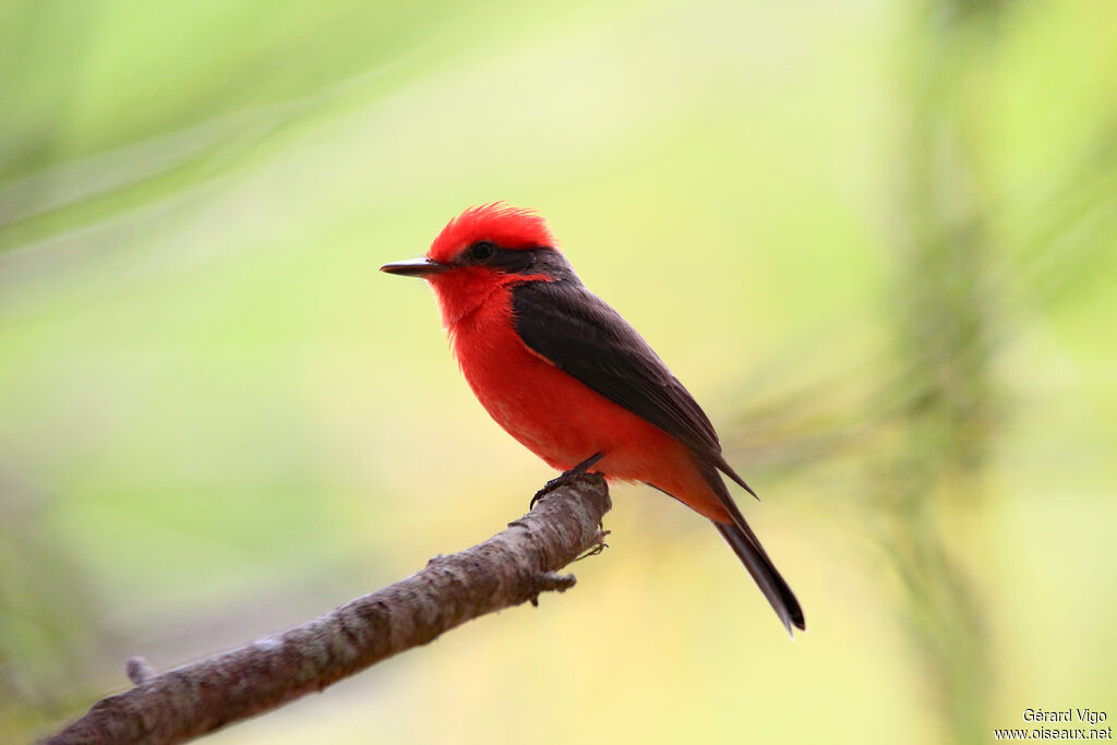 Vermilion Flycatcher male adult