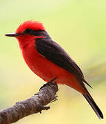 Vermilion Flycatcher