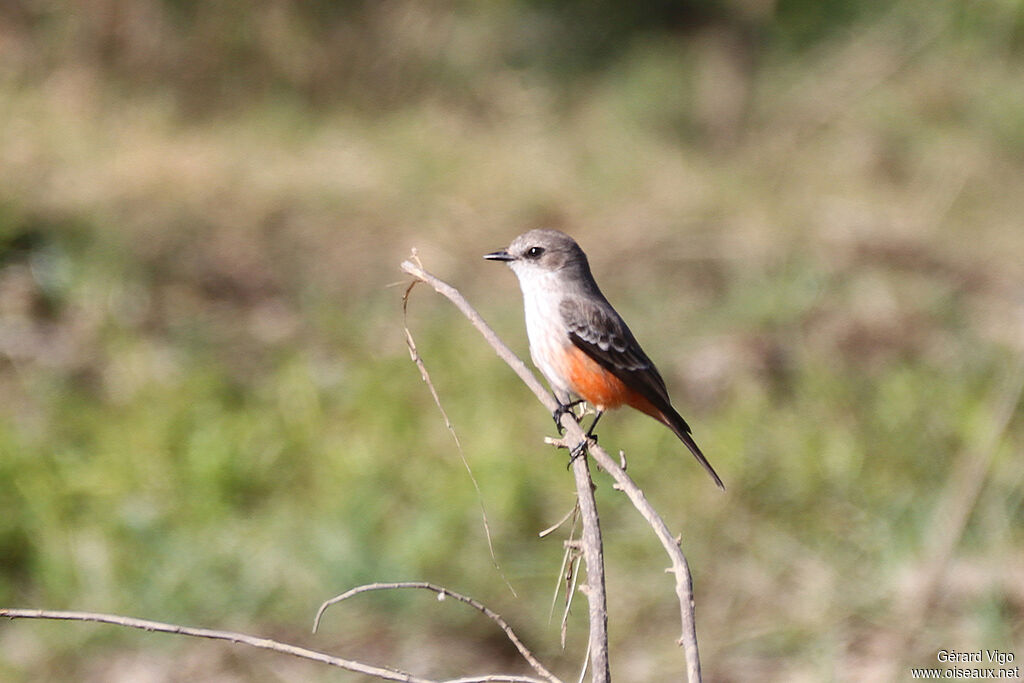Moucherolle vermillon femelle adulte