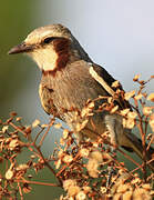 Streamer-tailed Tyrant