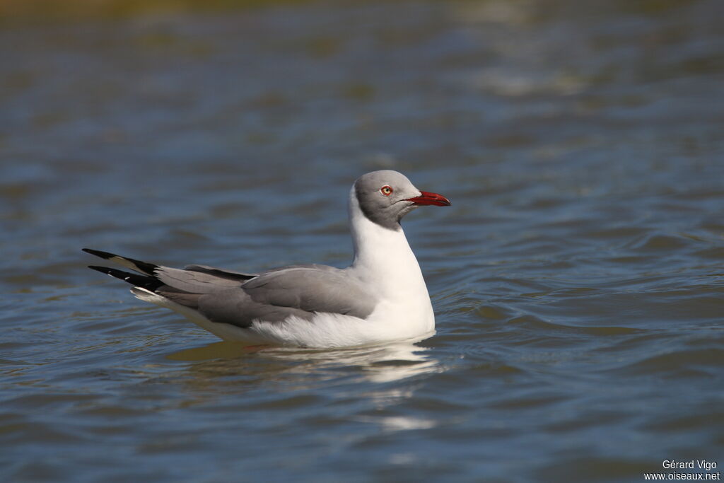 Grey-headed Gulladult