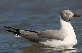 Mouette à tête grise