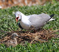 Mouette à tête grise