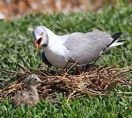 Mouette à tête grise