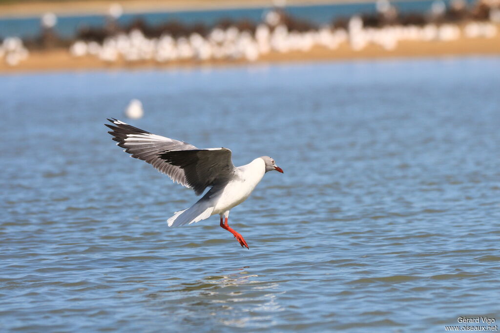 Grey-headed Gulladult, Flight