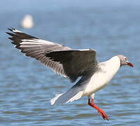 Grey-headed Gull