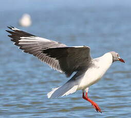 Mouette à tête grise