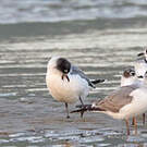 Mouette de Franklin