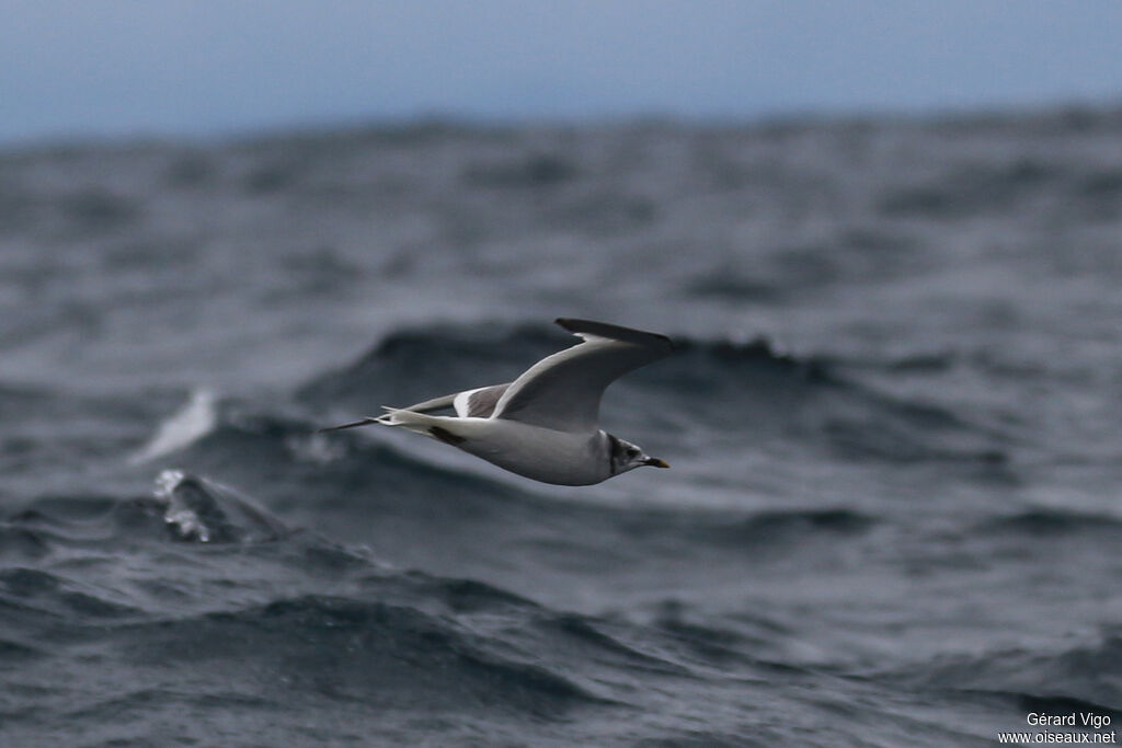 Mouette de Sabineadulte, Vol