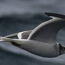 Mouette de Sabine