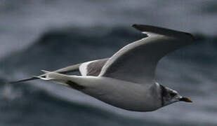 Sabine's Gull