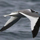 Mouette de Sabine