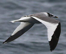 Sabine's Gull