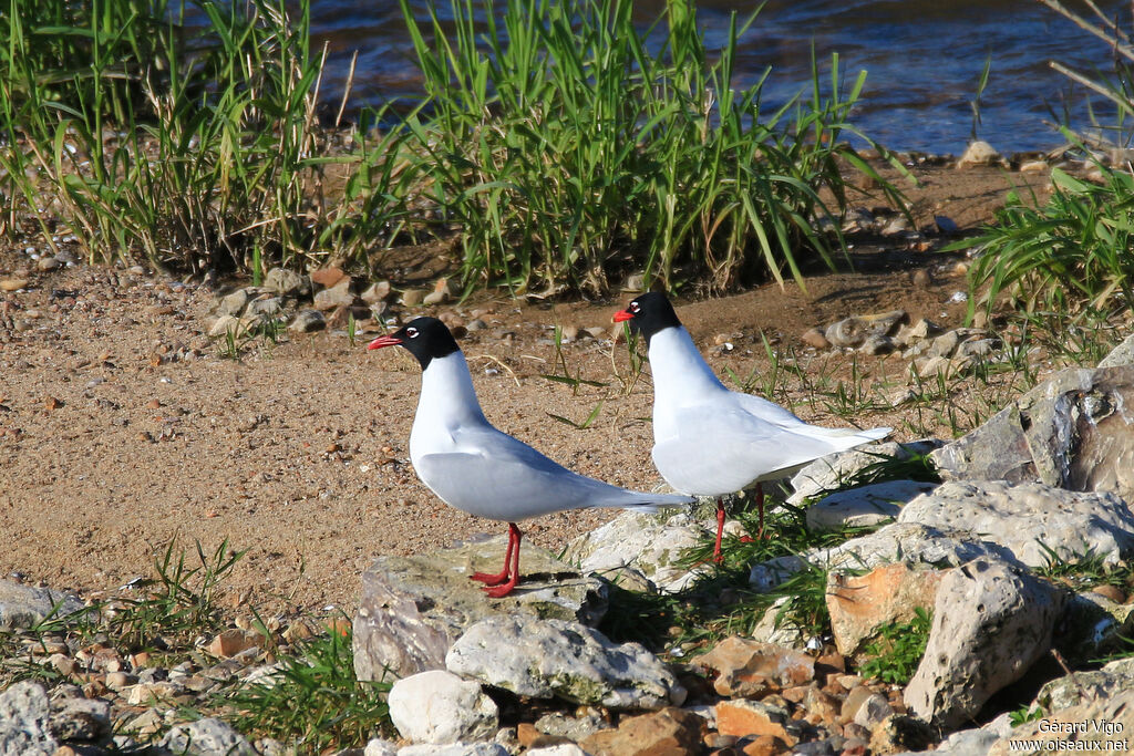 Mouette mélanocéphaleadulte nuptial