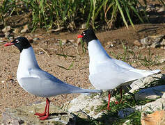 Mouette mélanocéphale