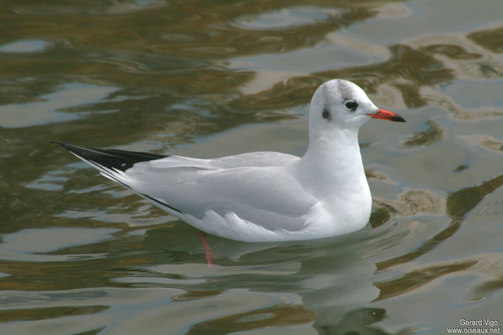 Mouette rieuseadulte internuptial