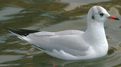 Mouette rieuse