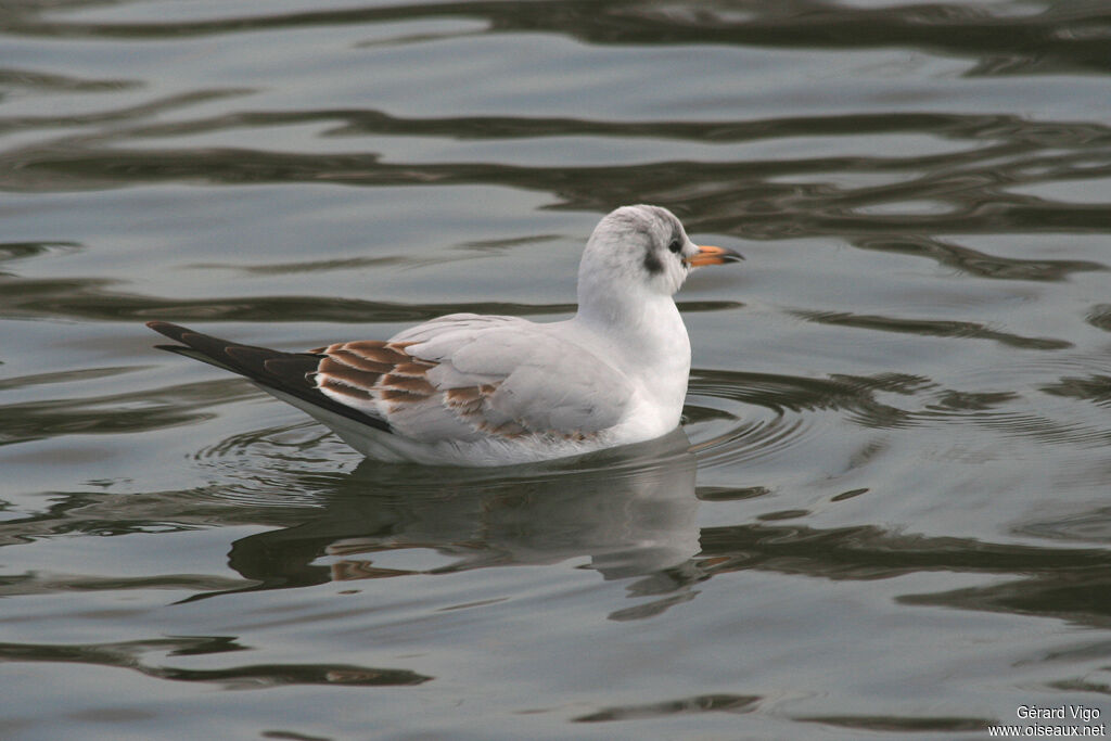 Black-headed Gulljuvenile