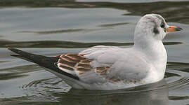 Mouette rieuse