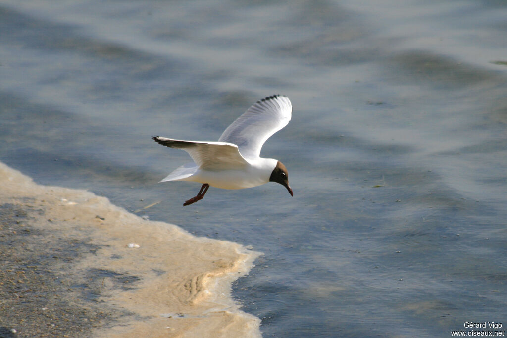 Black-headed Gulladult breeding, Flight