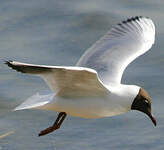 Mouette rieuse