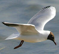 Black-headed Gull