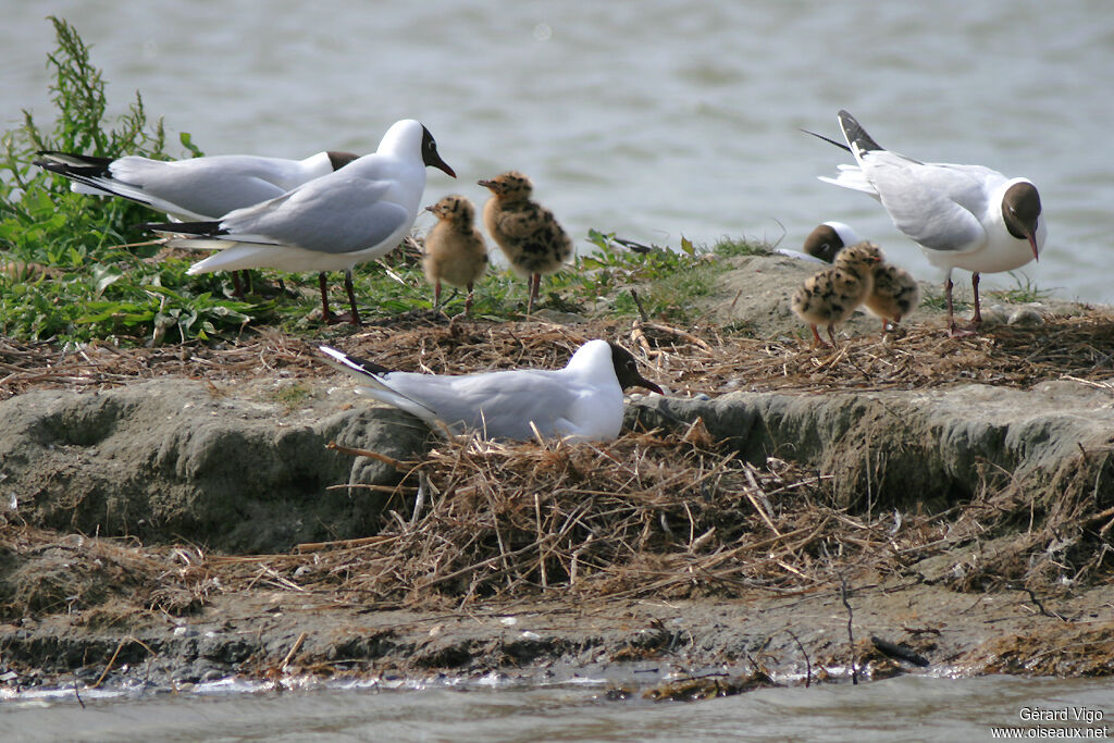 Mouette rieuseadulte, Nidification