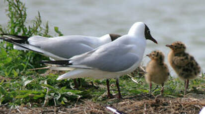 Mouette rieuse