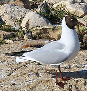 Black-headed Gull