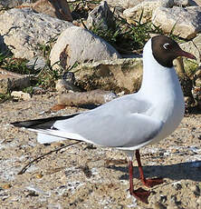 Mouette rieuse