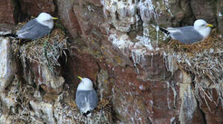 Black-legged Kittiwake