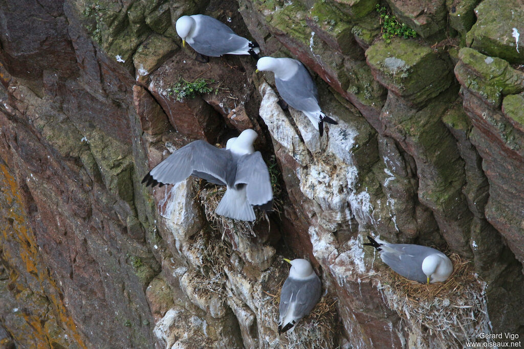 Mouette tridactyleadulte, Nidification