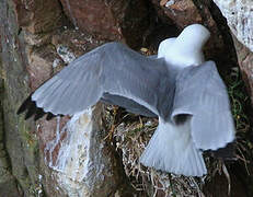 Black-legged Kittiwake