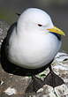 Mouette tridactyle