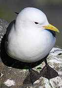 Black-legged Kittiwake