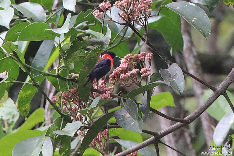 Red-collared Myzomela male adult