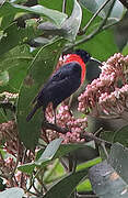 Red-collared Myzomela