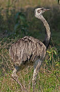 Greater Rhea