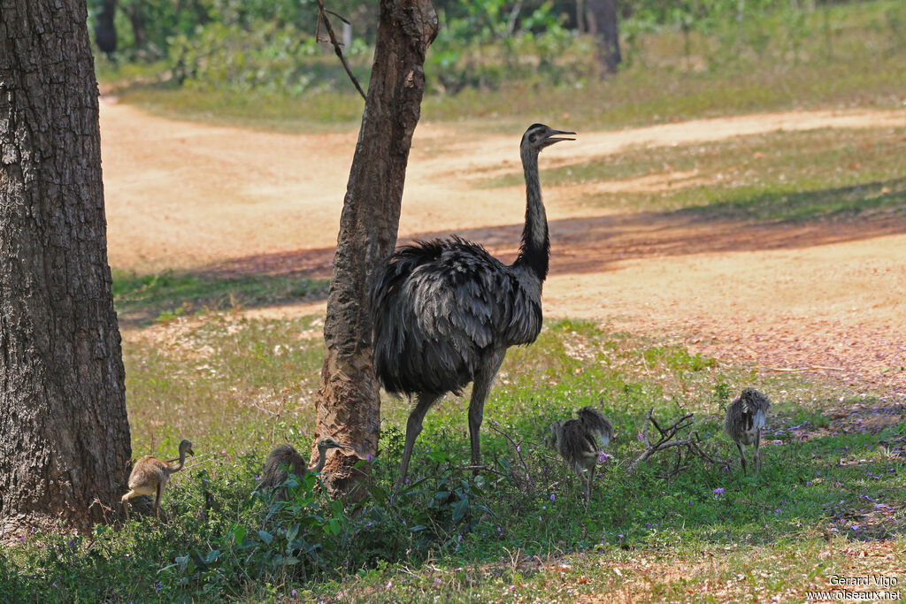 Greater Rhea